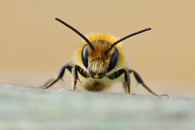 Bee climbing